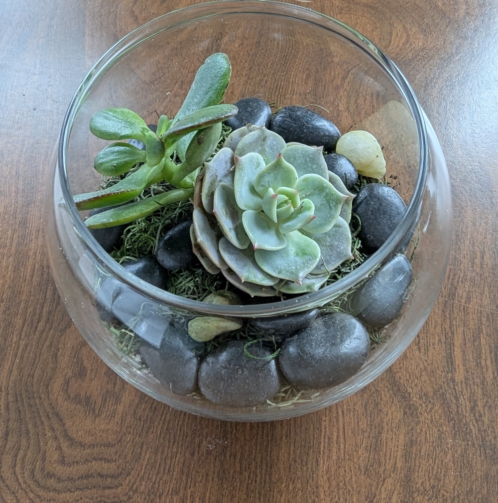 Unique Gift — Live Succulent Arrangement (2 Random Succulents in Glass Vase)